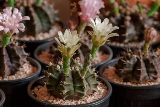 A small cactus in a pot