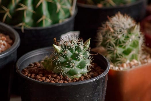 A small cactus in a pot