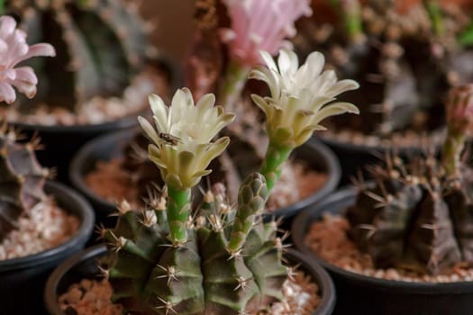 A small cactus in a pot