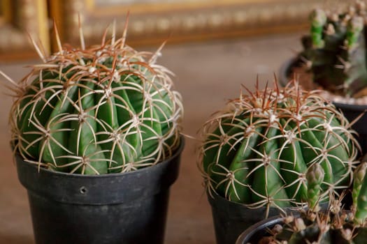 A small cactus in a pot