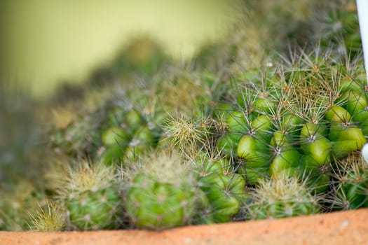 Cactus in pots for decoration