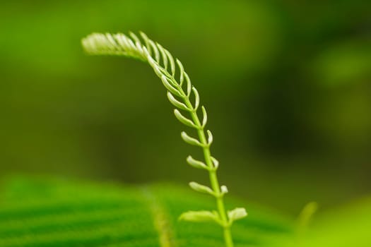 The Climbing Wattle leaf tip in nature