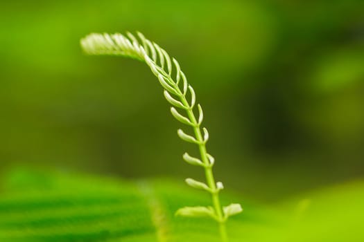 The Climbing Wattle leaf tip in nature