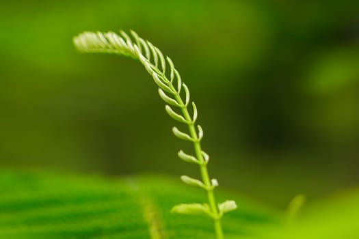 The Climbing Wattle leaf tip in nature