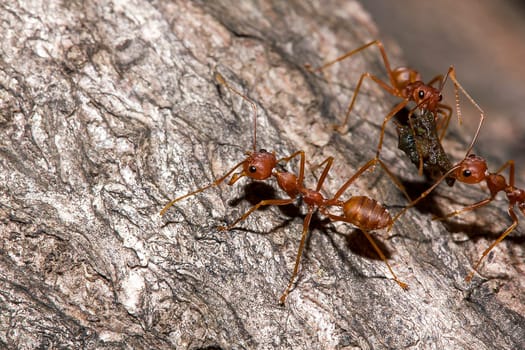 Red ants on the tree, the name of the species Oecophylla smaragdina in the family Formicidae