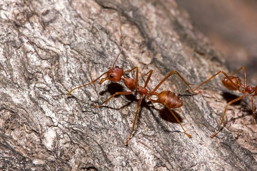 Red ants on the tree, the name of the species Oecophylla smaragdina in the family Formicidae