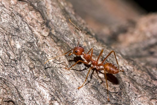 Red ants on the tree, the name of the species Oecophylla smaragdina in the family Formicidae