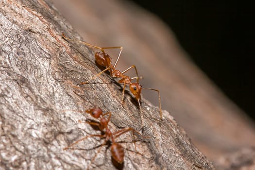 Red ants on the tree, the name of the species Oecophylla smaragdina in the family Formicidae