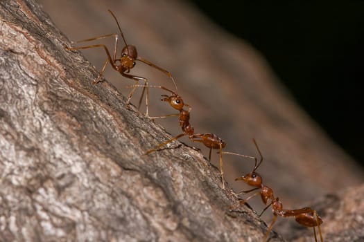 Red ants on the tree, the name of the species Oecophylla smaragdina in the family Formicidae