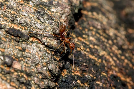 Red ants on the tree, the name of the species Oecophylla smaragdina in the family Formicidae