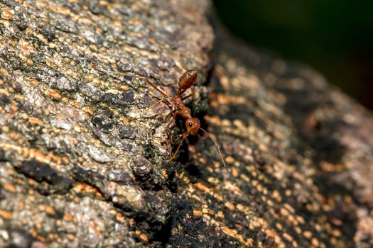 Red ants on the tree, the name of the species Oecophylla smaragdina in the family Formicidae