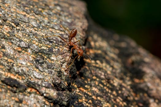 Red ants on the tree, the name of the species Oecophylla smaragdina in the family Formicidae