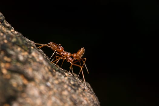 Red ants on the tree, the name of the species Oecophylla smaragdina in the family Formicidae