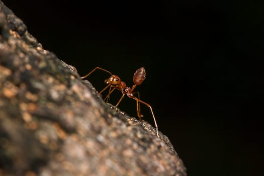 Red ants on the tree, the name of the species Oecophylla smaragdina in the family Formicidae