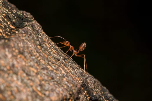 Red ants on the tree, the name of the species Oecophylla smaragdina in the family Formicidae