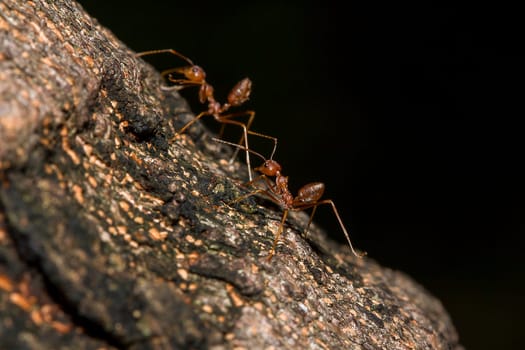 Red ants on the tree, the name of the species Oecophylla smaragdina in the family Formicidae