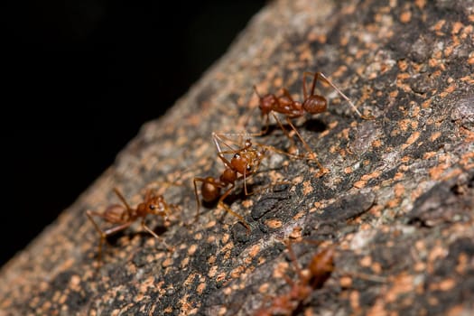 Red ants on the tree, the name of the species Oecophylla smaragdina in the family Formicidae