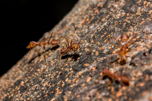 Red ants on the tree, the name of the species Oecophylla smaragdina in the family Formicidae