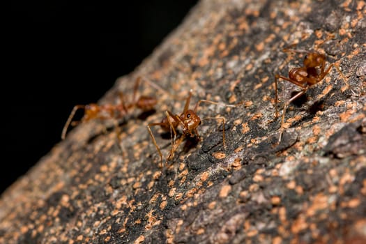 Red ants on the tree, the name of the species Oecophylla smaragdina in the family Formicidae