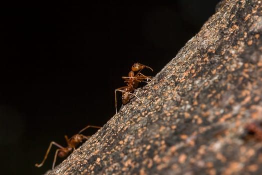 Red ants on the tree, the name of the species Oecophylla smaragdina in the family Formicidae