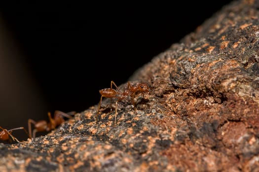 Red ants on the tree, the name of the species Oecophylla smaragdina in the family Formicidae