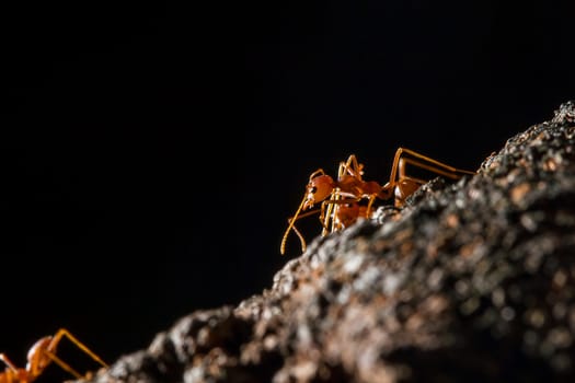 Red ants on the tree, the name of the species Oecophylla smaragdina in the family Formicidae