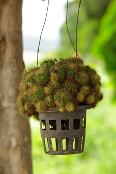 Cactus in pots hanging