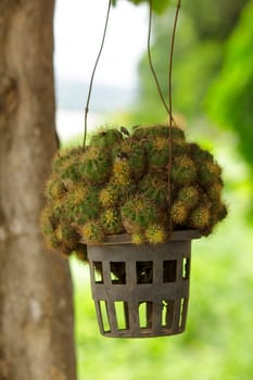 Cactus in pots hanging