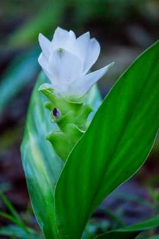 Curcuma sessilis with white flowers