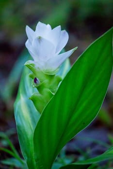 Curcuma sessilis with white flowers