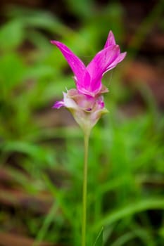 Curcuma sessili pink is blooming beautifully