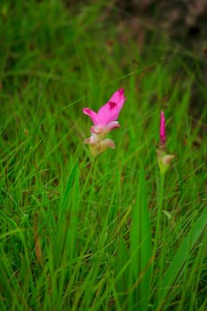 Curcuma sessili pink is blooming beautifully