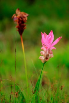 Curcuma sessili pink is blooming beautifully