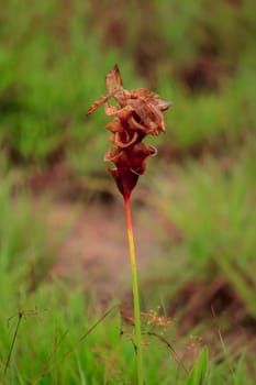 Curcuma sessilis, perennial, dry, dead In nature from lack of water