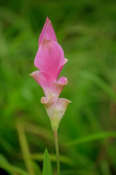 Curcuma sessili pink is blooming beautifully in the rainy season