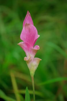 Curcuma sessili pink is blooming beautifully in the rainy season