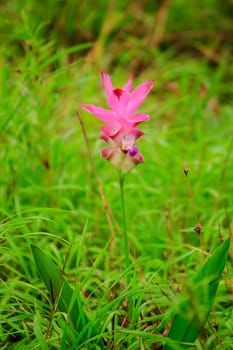 Curcuma sessili pink is blooming beautifully in the rainy season