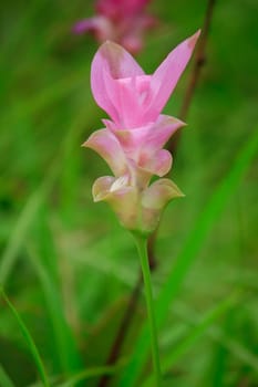 Curcuma sessili pink is blooming beautifully in the rainy season