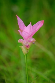 Curcuma sessili pink is blooming beautifully in the rainy season