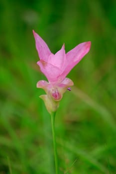 Curcuma sessili pink is blooming beautifully in the rainy season