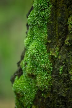 Moss green on trees in nature with moisture