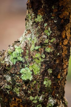 Lichens on trees in nature