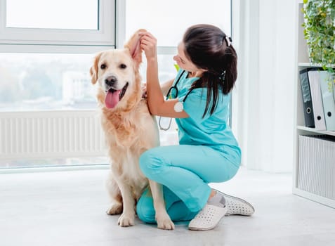 Ear examination of golden retriever dog by vet during appointment in veterinary clinic