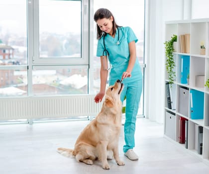 Veterinarian feeding golden retriever dog after examination during appointment in veterinary clinic