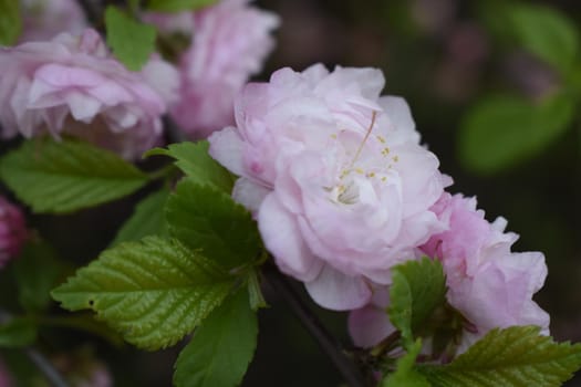 Spring pink blossom and green leaves on a branch. Beautiful spring flowers in the garden. Blooming tree.