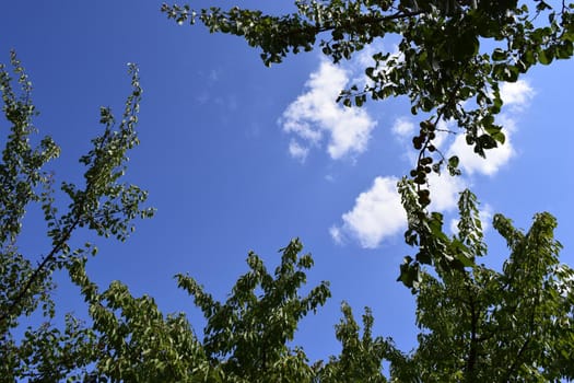 Green leaf frame and sky. Trees framing a blue sky with clouds.