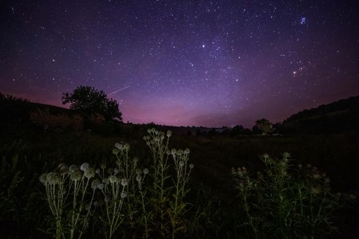 bunch thistle spike balls on starry summer night night background with selective focus