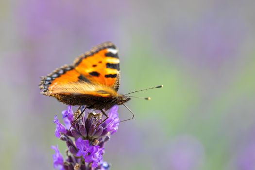 Small tortoiseshell, beautiful butterfly (Aglais urticae) on lavender. Europe, Czech Republic wildlife