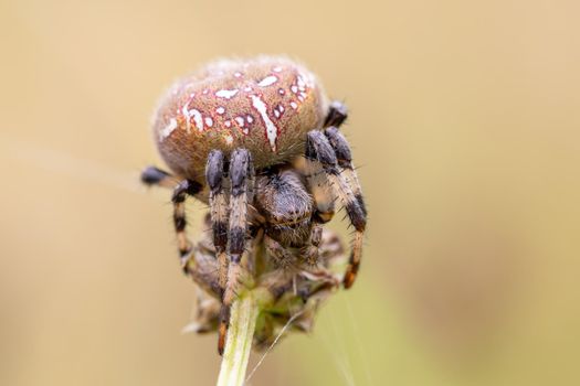 common forest cross spider sitting on grass, Araneus diadematus, Europe, Czech Republic wildlife
