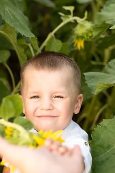 Boy in sunflowers. Portrait of a small happy and beautiful child, in a white shirt, age 4, in the summer in a field with yellow sunflowers. Close-up. Childhood concept. Symbol of Ukraine. Peaceful time.